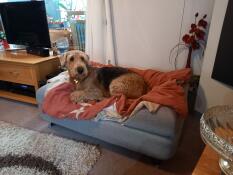 Ein hund, der auf seinem grauen bett ruht
