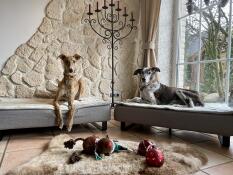Unsere Hunde Linus und Marley waren sofort begeistert von den Betten. Sie sind hochwertig verarbeitet und bieten unseren großen Hunden genügend Platz zum ausruhen nach ihren Spaziergängen. Sehr dekorative Luxusbetten!