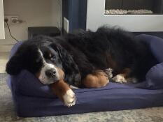 Ein großer schwarzer und flauschiger hund, der auf seinem blauen bett schläft