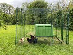 Schutz und sicherheit für walisische hühner