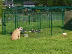 Ein hund, der einige hühner in ihrem auslauf beobachtet