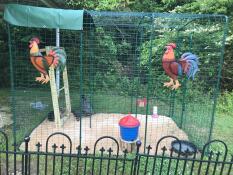 Omlet spaziergang im hühnerstall