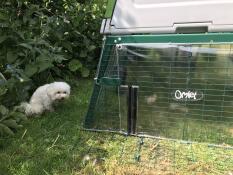 Babette will zu den hühnern hinter der windjacke gehen 