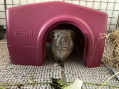 Maus im haus