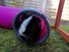 Oreo genießt ihren verstecktunnel