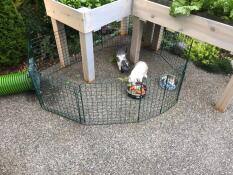 Kaninchen in Omlet Zippi kaninchenlaufstall