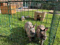 Cookie und fudge lieben ihren neuen platz, sie arbeiten gerade an den tunneln auf Go mit meinem stall.