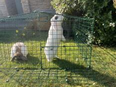 Zwei kaninchen in einem kaninchenstall