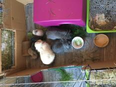 Familienessen 