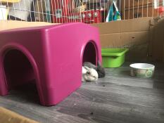 Erster ausflug aus dem nest