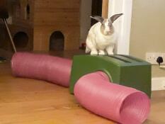 Ein kaninchen, das auf seinem grünen unterschlupf und seinen rosa tunneln steht