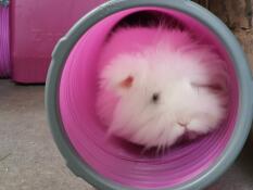 Prinzessin willow erkundet ihr neues versteck- und tunnelset