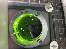 Ein kaninchen in seinem tunnel