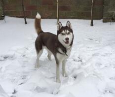 Huskies lieben Schnee