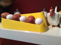 Abwechselnd appenzeller und welschsommereier!