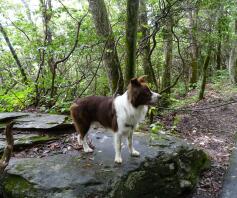 Felsiges Wandern zum Blacktop Mountain.