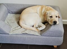 Ein hund, der auf seinem grauen bett mit nackenrolle ruht