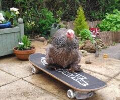 Pepper das coole, glatte Skateboardküken!