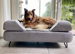 Ein großer brauner hund genießt den platz in seinem grauen bett mit nackenrolle