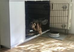 Alf, Cockerspaniel in Hundebox 36, weiß 