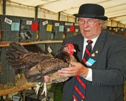 Dorking Hen Red Variety