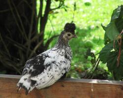 Huhn sitzt auf zaun