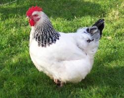 Leichtes Sussex Huhn