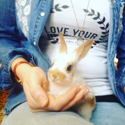 Babyhase