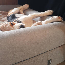 Hund schläft in Omlet hundebett