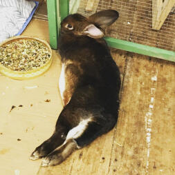 Ein kaninchen, das sich draußen entspannt.