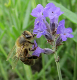 Honigbiene auf Lavendel