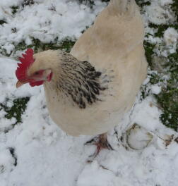 Barbara im Schnee