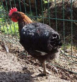 Maran Black Copper Cockerel 12 Wochen alt