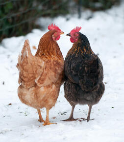2 hühner, die sich gegenseitig im Snow