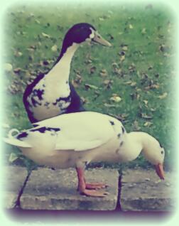 Bert und Ernie in ihrem neuen Garten!