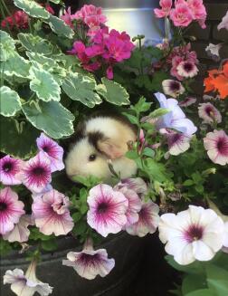 Ein meerschweinchen, das sich in einem blumenbeet versteckt.