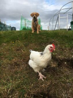 Hund und Chook