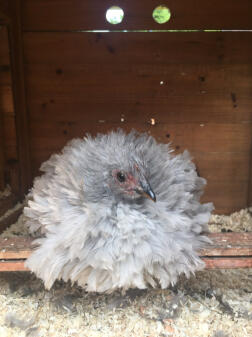 Kleiner Pekin - Winona