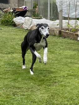 Whippet läuft den Garten hinunter