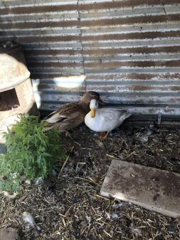 Eine braune und eine weiße ente standen in einem garten