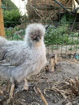 Huhn im auslauf