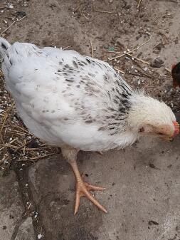 Huhn im garten