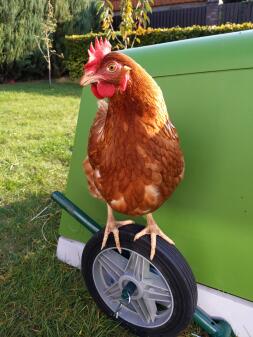 Huhn stehend auf Eglu Go hühnerstall räder