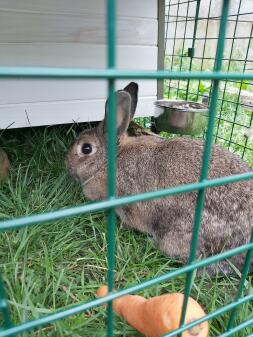 Ein kaninchen, das sich in seinem kaninchenstall ausruht.