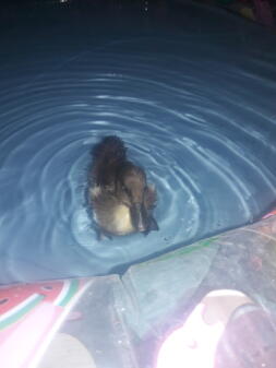 Eine ente in einem swimmingpool.