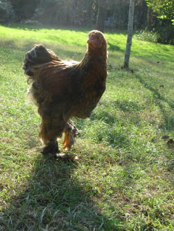 Huhn im garten