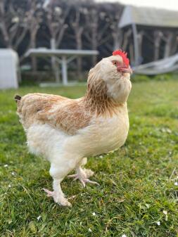 Huhn im garten