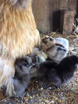 Ein huhn mit fünf küken