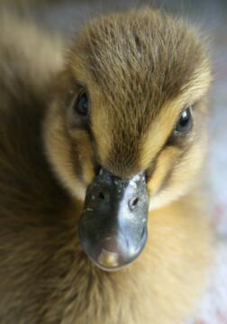 Dave, 2 Tage alter Läufer, der sich duckt.