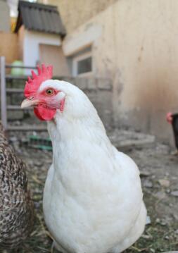 Huhn im auslauf